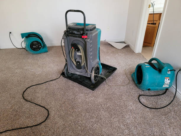 Best Mold removal after water damage  in Harrogate, TN