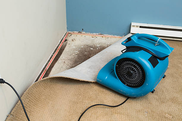 Best Local water damage restoration  in Harrogate, TN